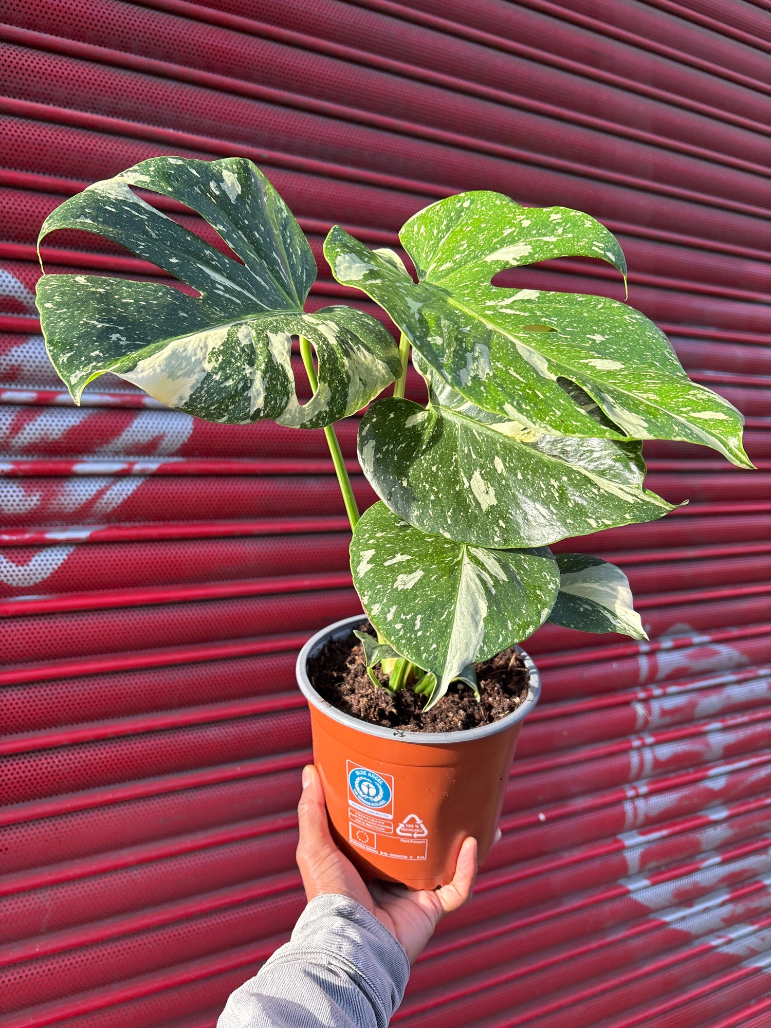 A Monstera Deliciosa Thai Constellation plant in front of Urban Tropicana&