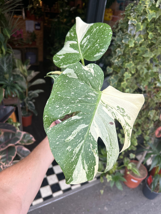 Monstera Deliciosa ‘Thai Constellation’ in front of Urban Tropicana’s Plant Shop in Chiswick London