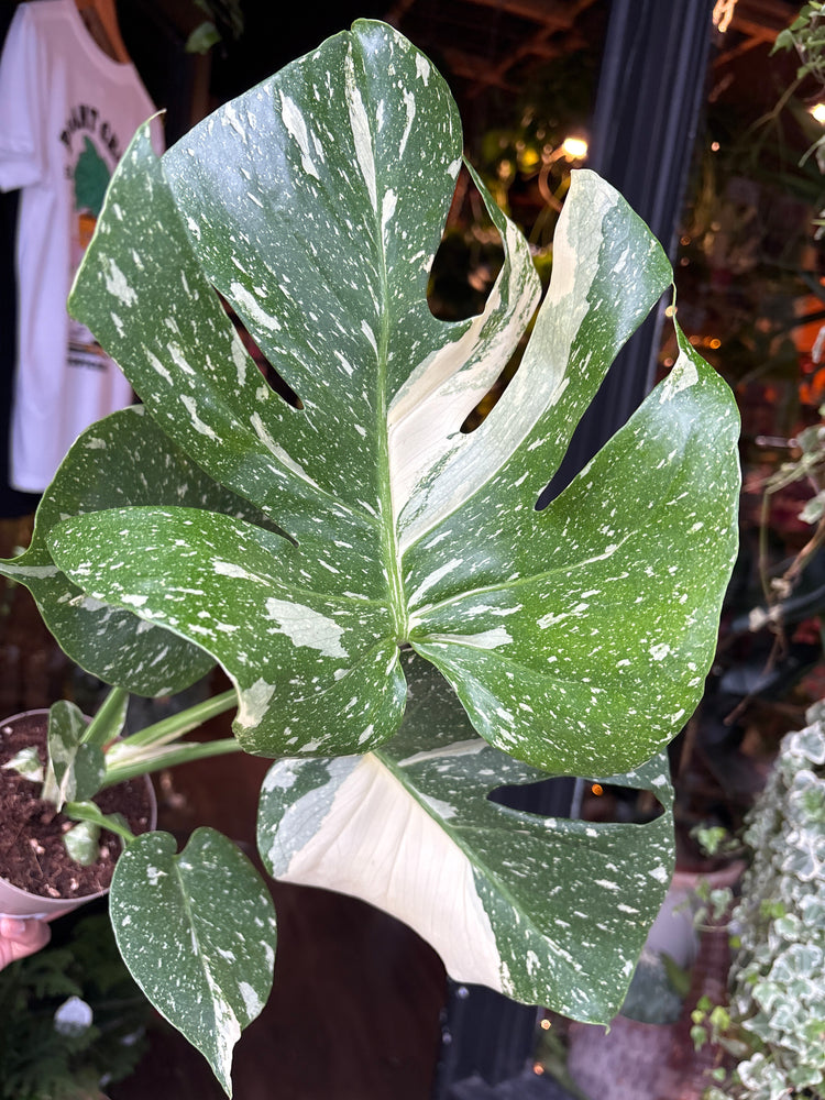 Monstera Deliciosa ‘Thai Constellation’ in front of Urban Tropicana’s Plant Shop in Chiswick London