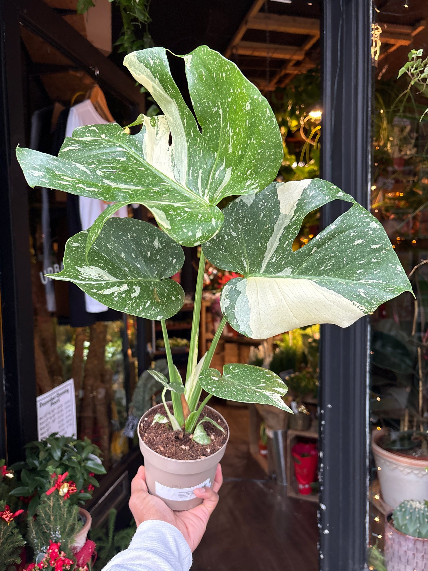 Monstera Deliciosa ‘Thai Constellation’ in front of Urban Tropicana’s Plant Shop in Chiswick London