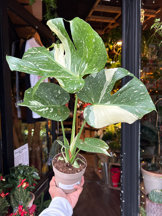 Monstera Deliciosa ‘Thai Constellation’ in front of Urban Tropicana’s Plant Shop in Chiswick London