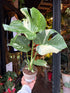 Monstera Deliciosa ‘Thai Constellation’ in front of Urban Tropicana’s Plant Shop in Chiswick London