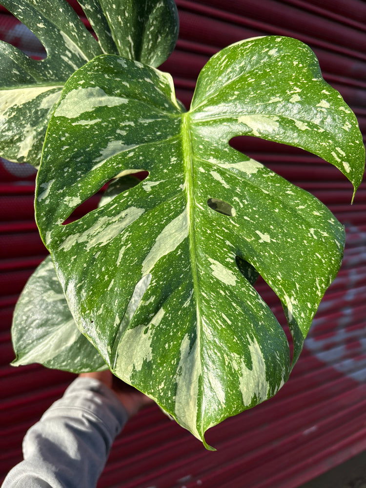 A Monstera Deliciosa Thai Constellation plant in front of Urban Tropicana&