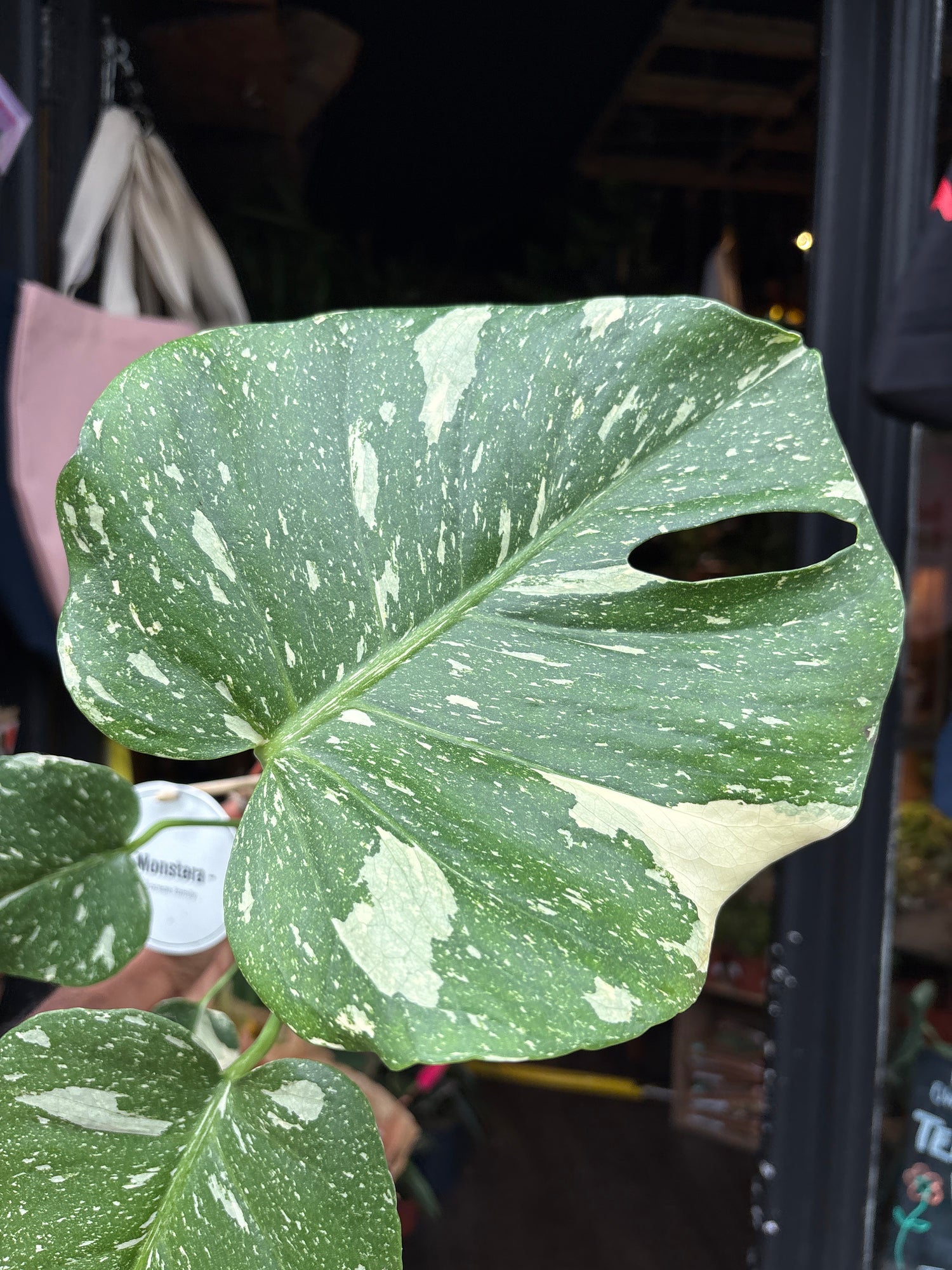 Monstera Deliciosa ‘Thai Constellation’ in front of Urban Tropicana’s Plant Shop in Chiswick London