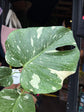 Monstera Deliciosa ‘Thai Constellation’ in front of Urban Tropicana’s Plant Shop in Chiswick London