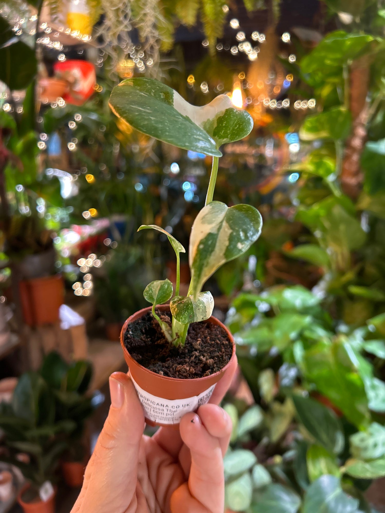 A Monstera Thai Constellation plant also known as a Swiss Cheese Plant in front of Urban Tropicana’s plant shop in Chiswick London