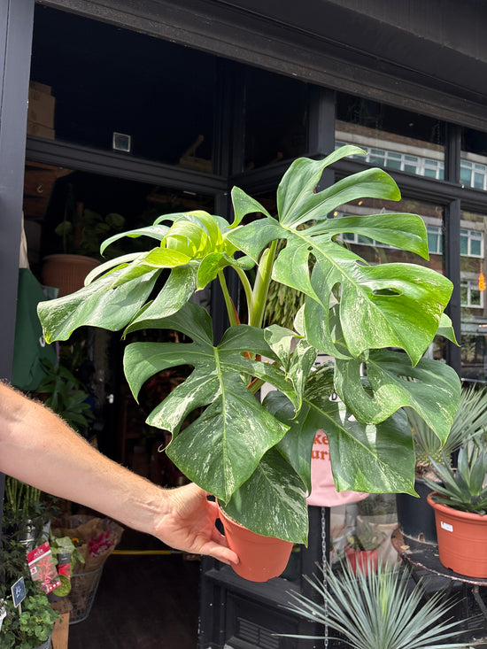 
A Monstera Deliciosa Variegata plant in front of Urban Tropicana’s plant shop in Chiswick, London