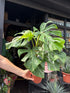 
A Monstera Deliciosa Variegata plant in front of Urban Tropicana’s plant shop in Chiswick, London