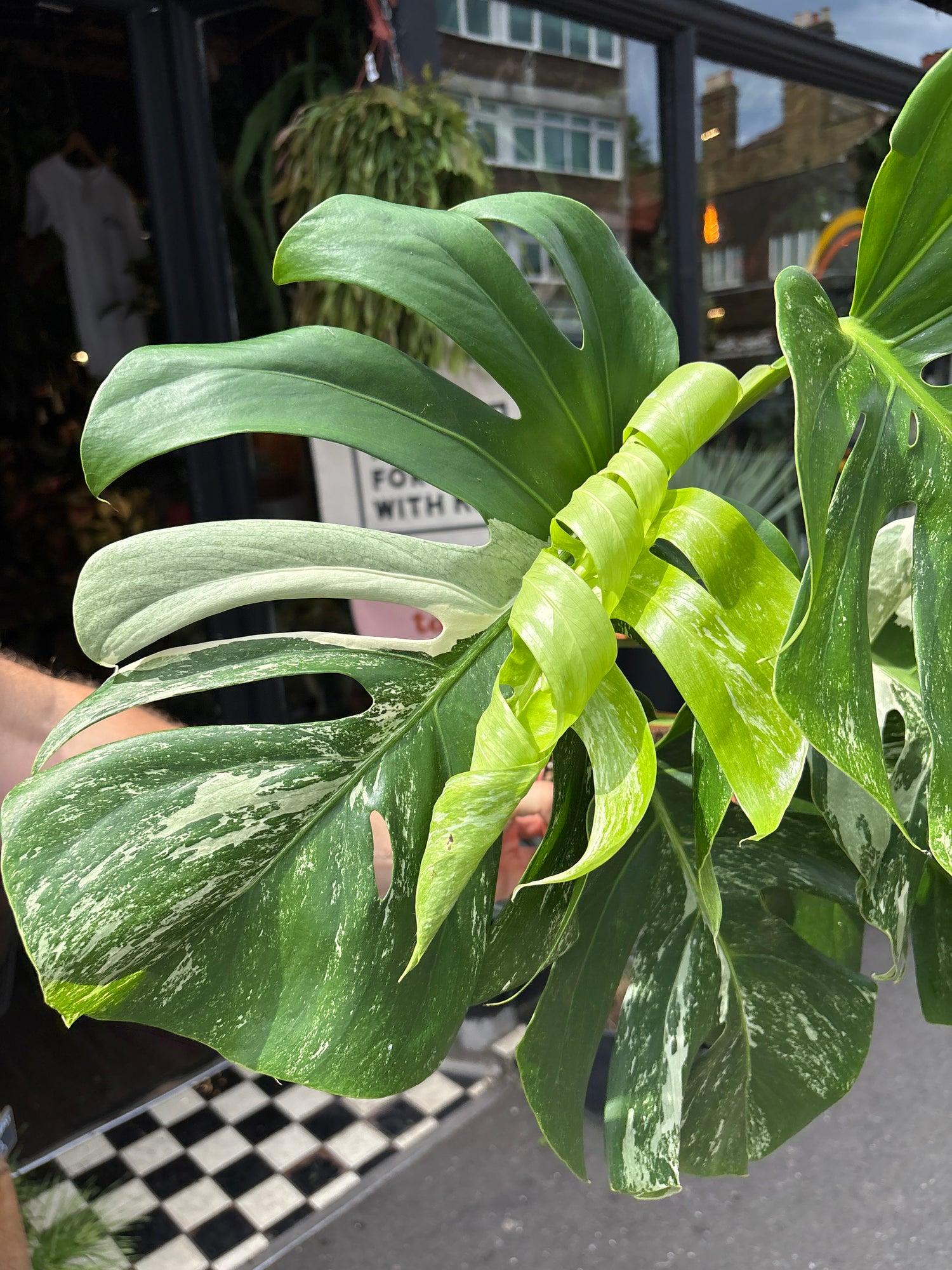 biggest monstera deliciosa leaf Monstera Deliciosa Variegated - House Plants