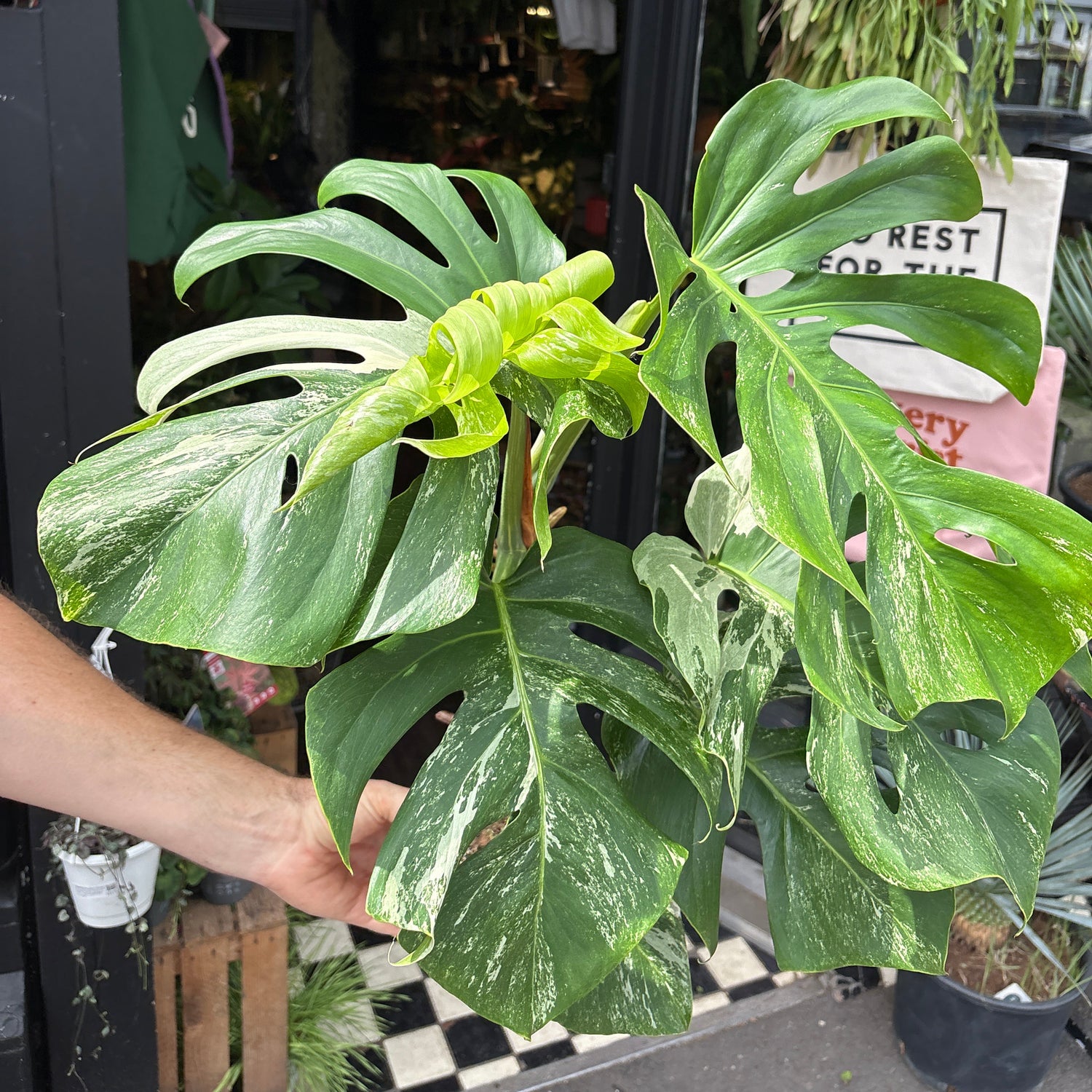 
A Monstera Deliciosa Variegata plant in front of Urban Tropicana’s plant shop in Chiswick, London