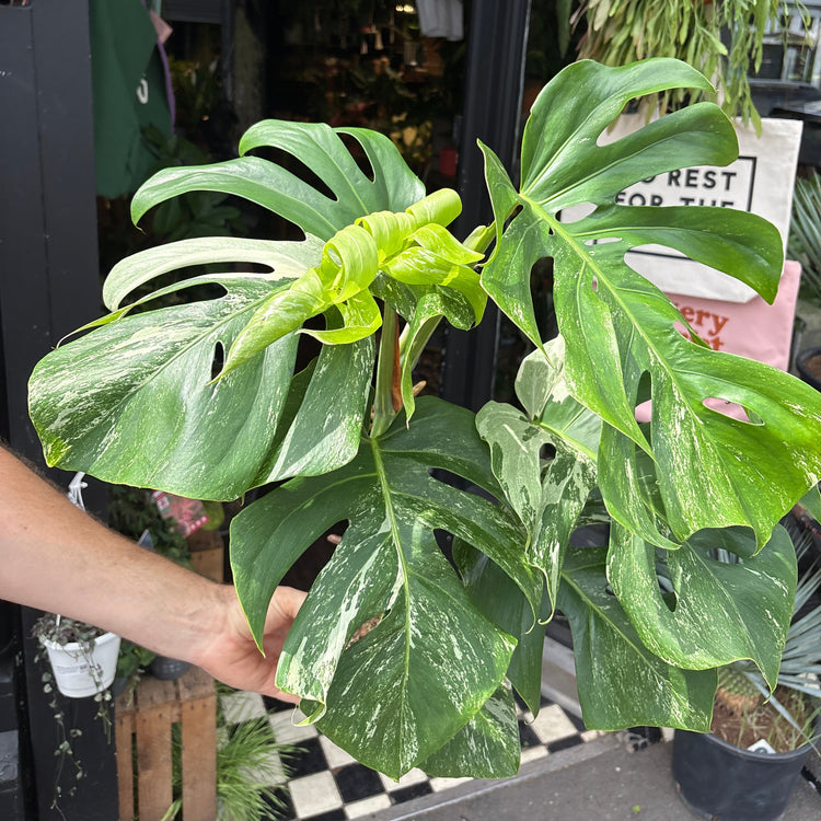 
A Monstera Deliciosa Variegata plant in front of Urban Tropicana’s plant shop in Chiswick, London