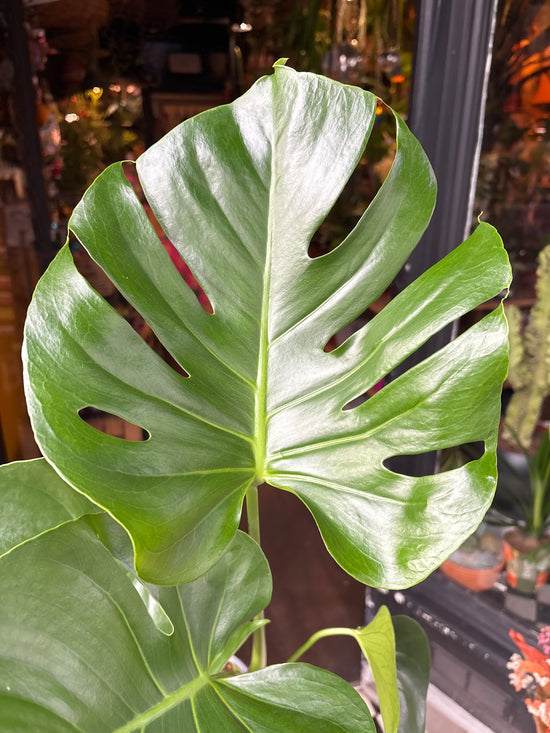A Monstera Deliciosa plant with a large green leaf featuring fenestration, potted in a 17cm pot.