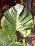A Monstera Deliciosa plant with a large green leaf featuring fenestration, potted in a 17cm pot.