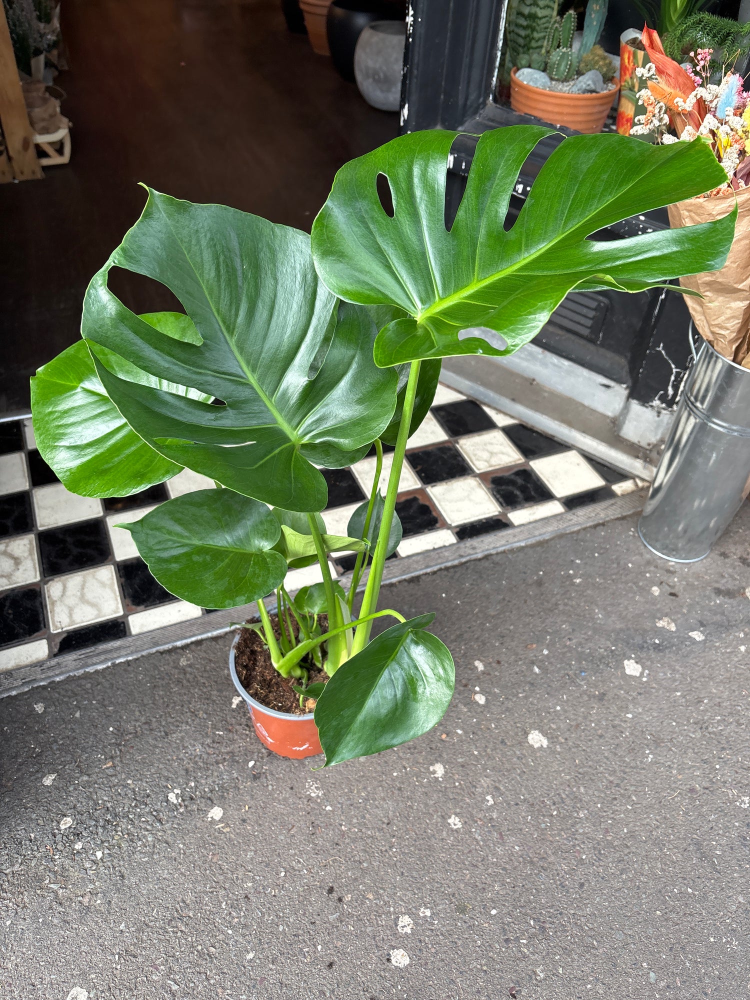 A Monstera Deliciosa in front of Urban Tropicana’s Plant Shop in Chiswick London