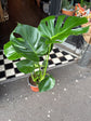 A Monstera Deliciosa in front of Urban Tropicana’s Plant Shop in Chiswick London