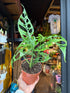 A Monstera Obliqua Peru plant in front of Urban Tropicana’s Plant Shop in Chiswick London