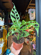 A Monstera Obliqua Peru plant in front of Urban Tropicana’s Plant Shop in Chiswick London