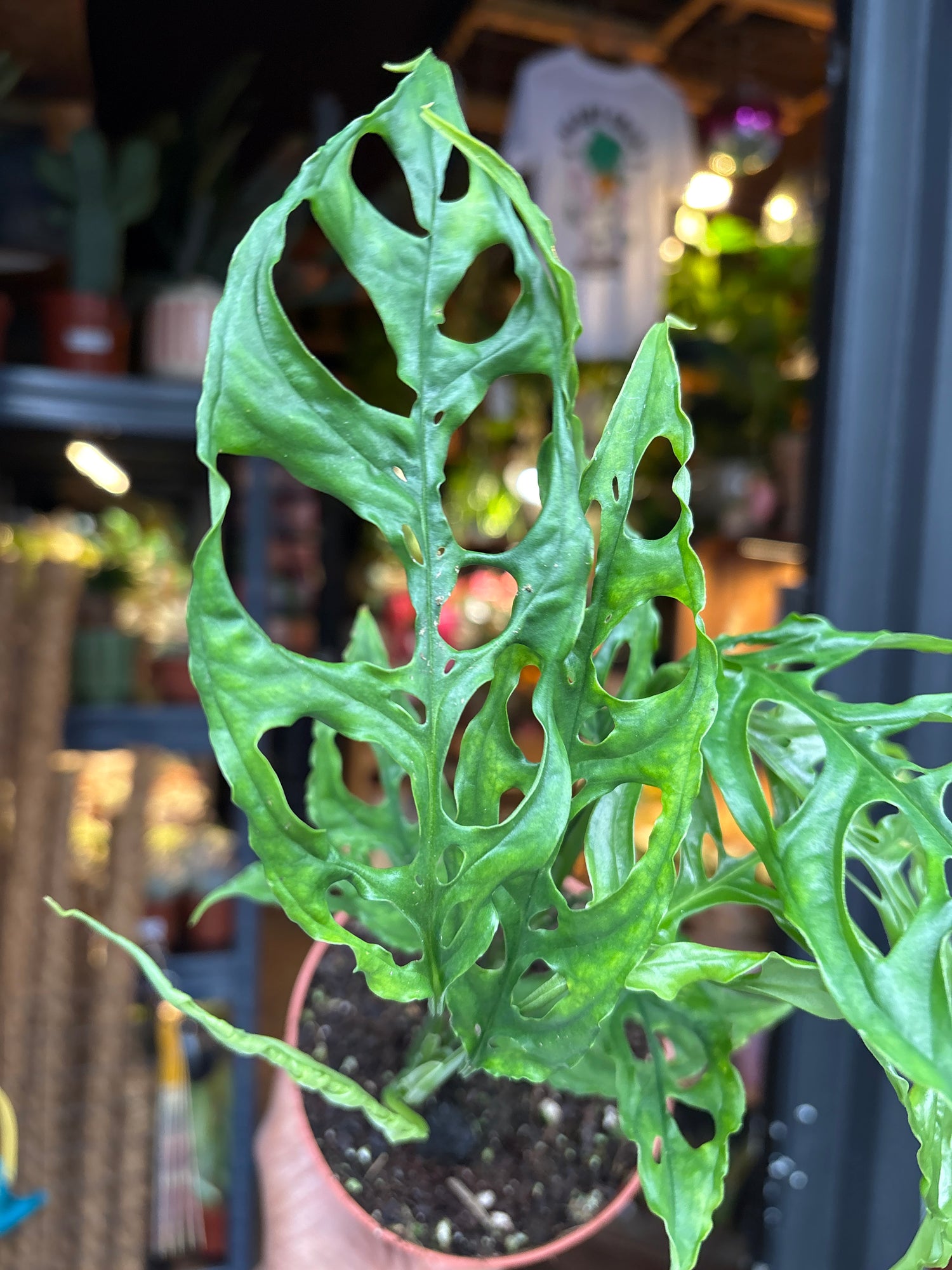 monstera adansonii obliqua peru Monstera Obliqua Peru - House Plants - Plant Shop
