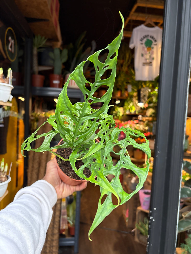 A Monstera Obliqua Peru plant in front of Urban Tropicana’s Plant Shop in Chiswick London