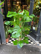 A Monstera Pertusum also known as a Swiss Cheese plant  in front of Urban Tropicana&