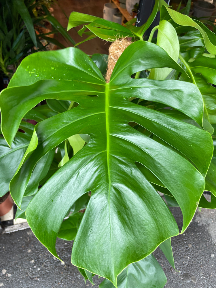 A Monstera Pertusum also known as a Swiss Cheese plant  in front of Urban Tropicana&