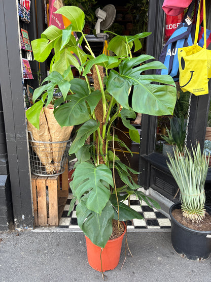 A Monstera Pertusum on Moss Pole outside Urban Tropicana, a houseplant store in Chiswick London 
