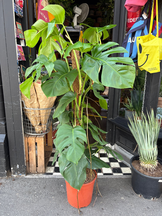 A Monstera Pertusum on Moss Pole outside Urban Tropicana, a houseplant store in Chiswick London 