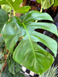 A Monstera Pertusum on Moss Pole outside Urban Tropicana, a houseplant store in Chiswick London 