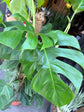 A Monstera Pertusum on Moss Pole outside Urban Tropicana, a houseplant store in Chiswick London 