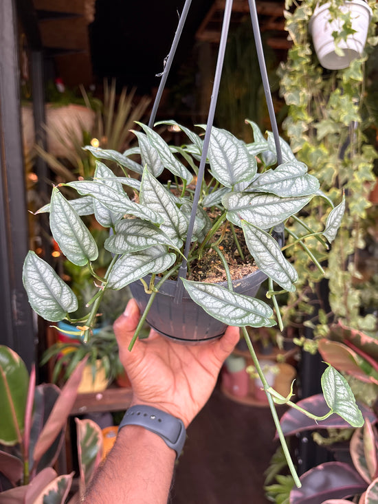Monstera Siltepecana in front of Urban Tropicana’s Plant Shop in Chiswick London