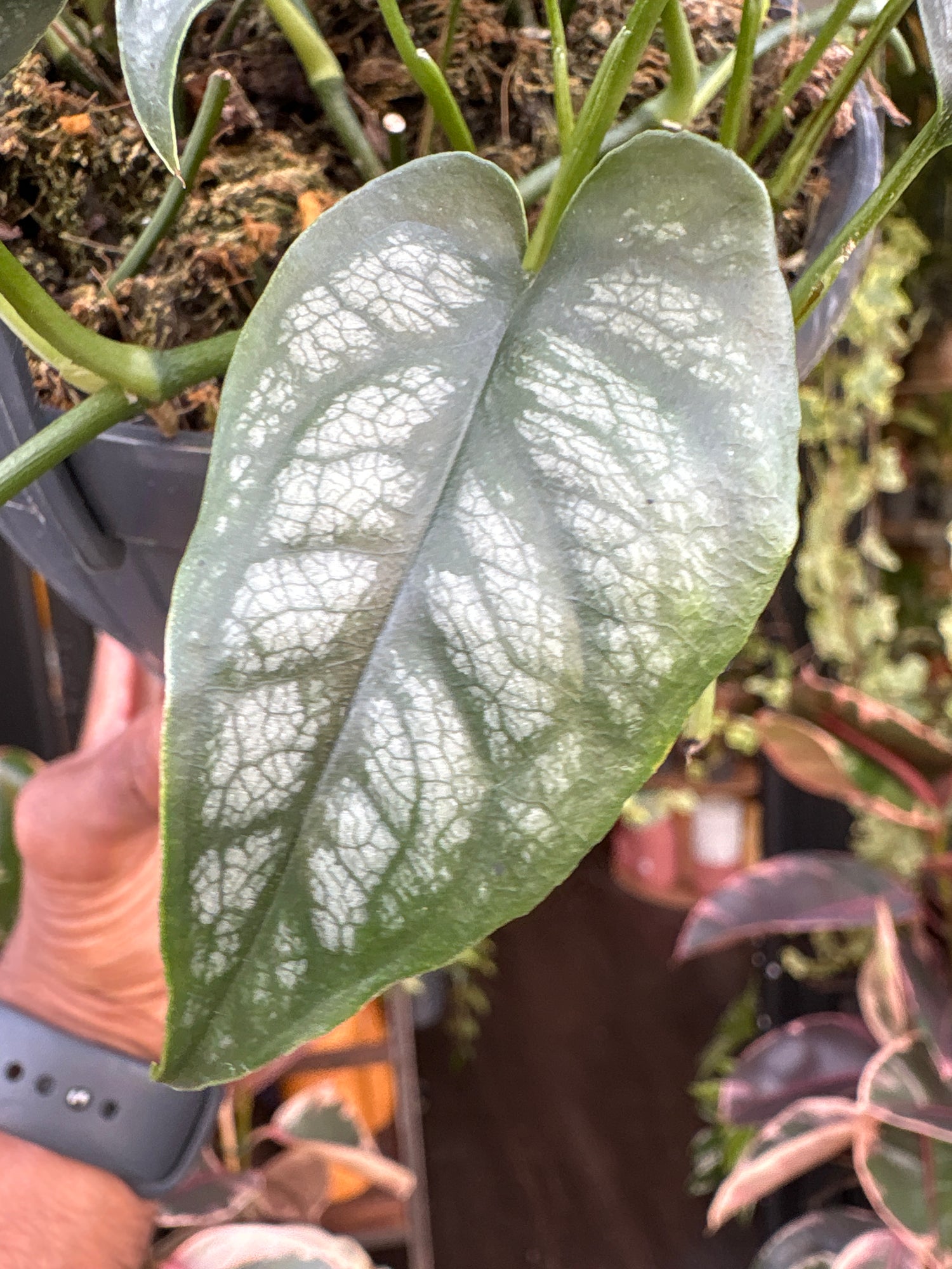 Monstera Siltepecana leaf in front of Urban Tropicana’s Plant Shop in Chiswick London