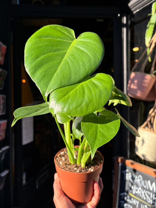 A monstera deliciosa plant in front of Urban Tropicana&