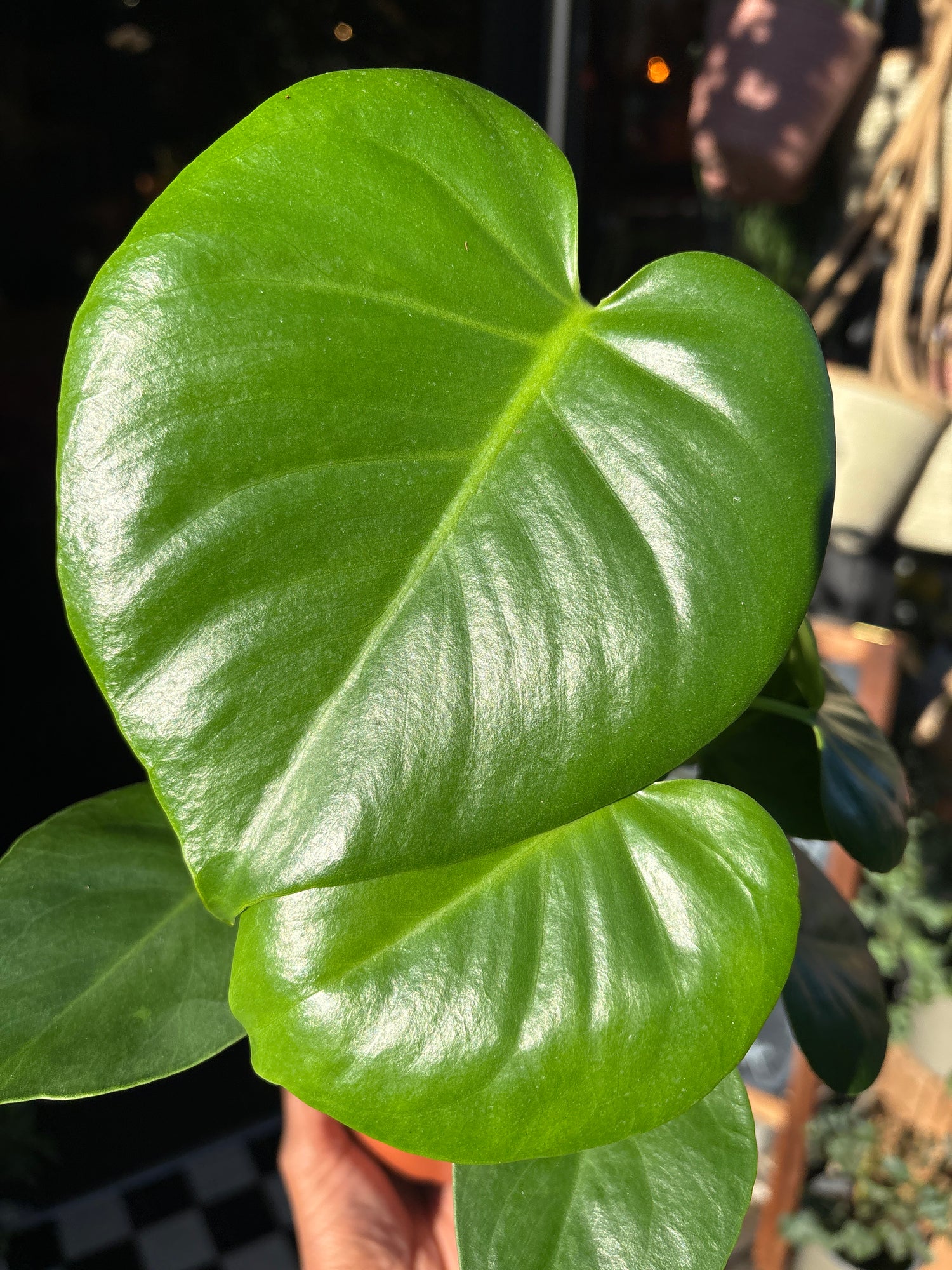 A monstera deliciosa plant in front of Urban Tropicana&