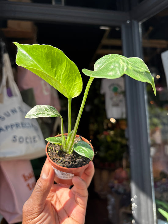 Monstera deliciosa ‘Bulbasaur’ houseplant outside Urban Tropicana plant shop in Chiswick, London