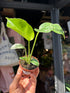 Monstera deliciosa ‘Bulbasaur’ houseplant outside Urban Tropicana plant shop in Chiswick, London