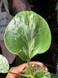 Monstera deliciosa ‘Bulbasaur’ houseplant outside Urban Tropicana plant shop in Chiswick, London