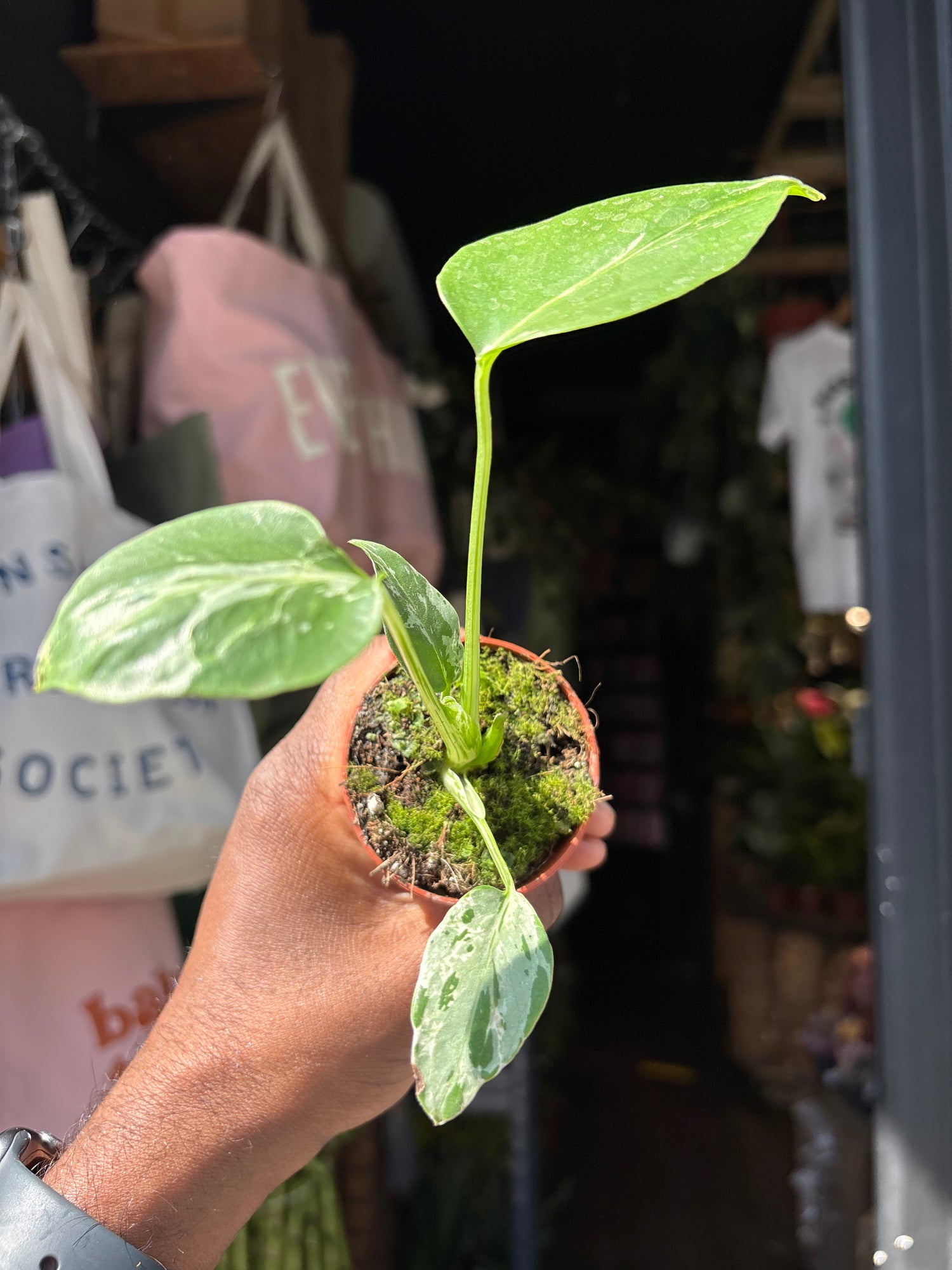 Monstera deliciosa ‘Bulbasaur’ houseplant outside Urban Tropicana plant shop in Chiswick, London