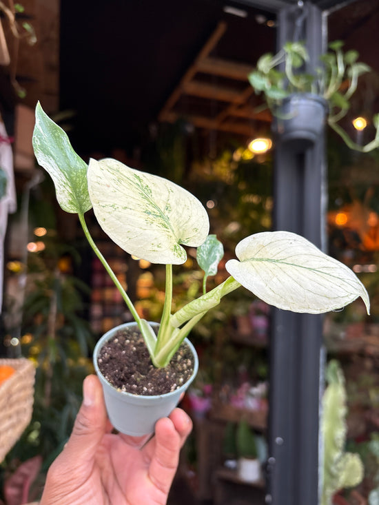 A Monstera deliciosa ‘Mint Variegata plant in front of Urban Tropicana’s Plant Shop in Chiswick London