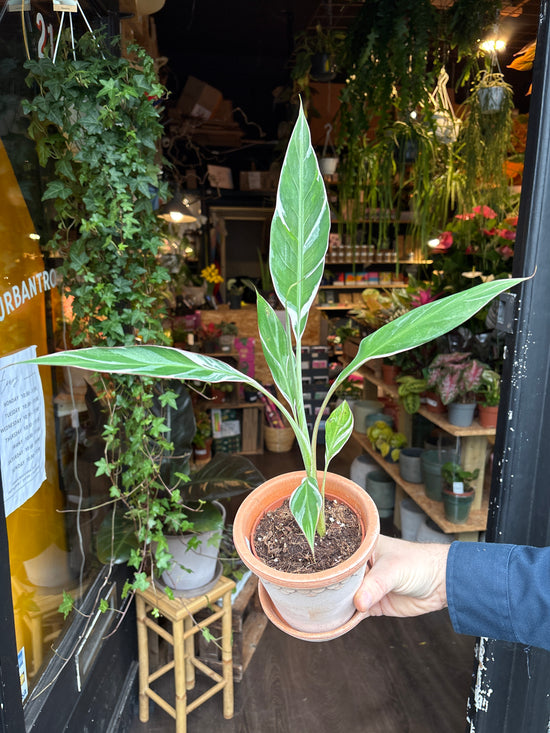 A Musa Florida Variegata plant in front of Urban Tropicana’s Plant Shop in Chiswick London