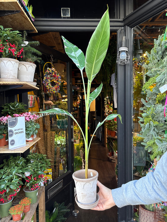 A Musa Florida Variegata plant in front of Urban Tropicana’s Plant Shop in Chiswick London