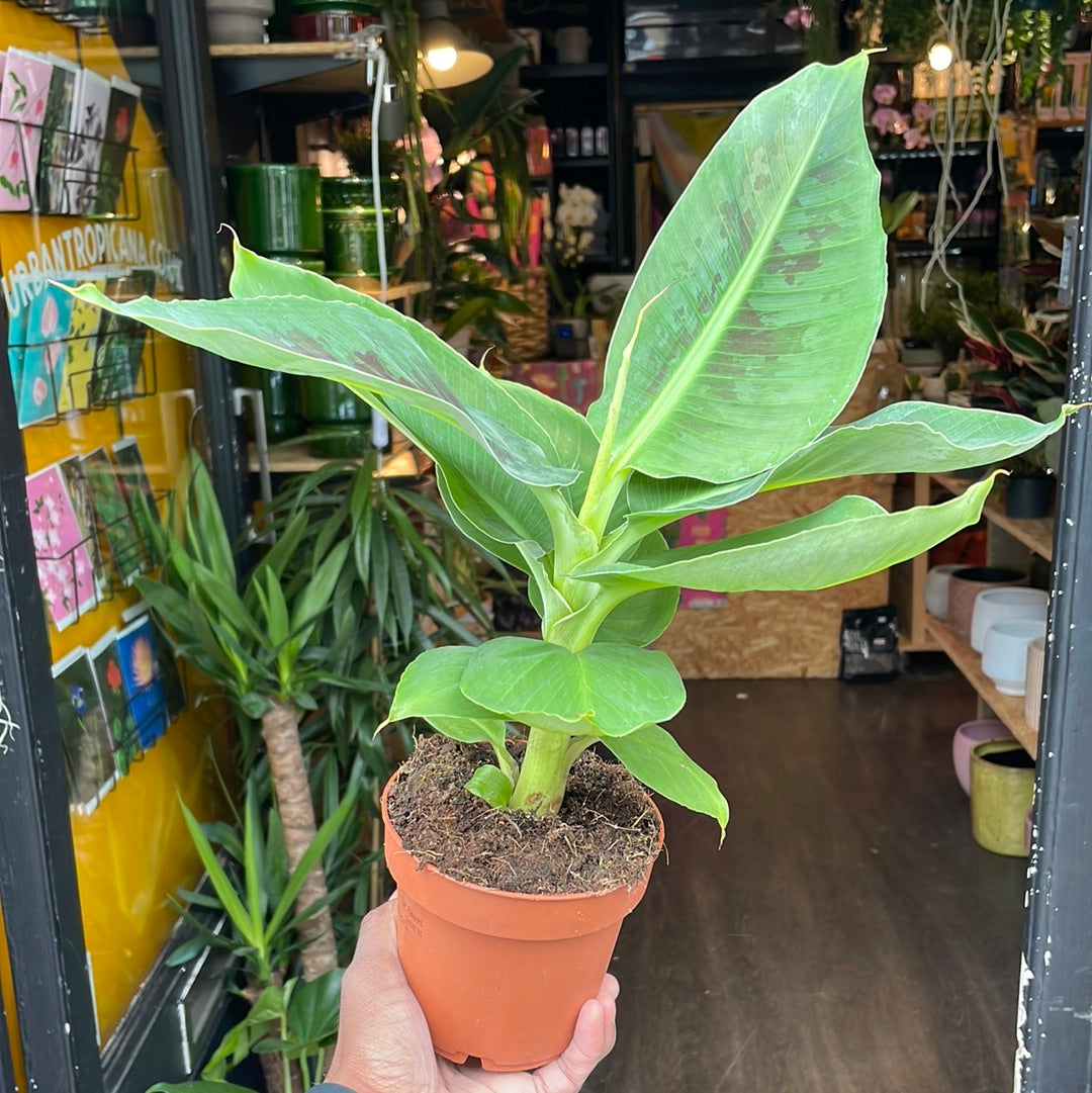 A Musa Tropicana plant also known as a Super Dwarf Cavendish Banana in front of Urban Tropicana&