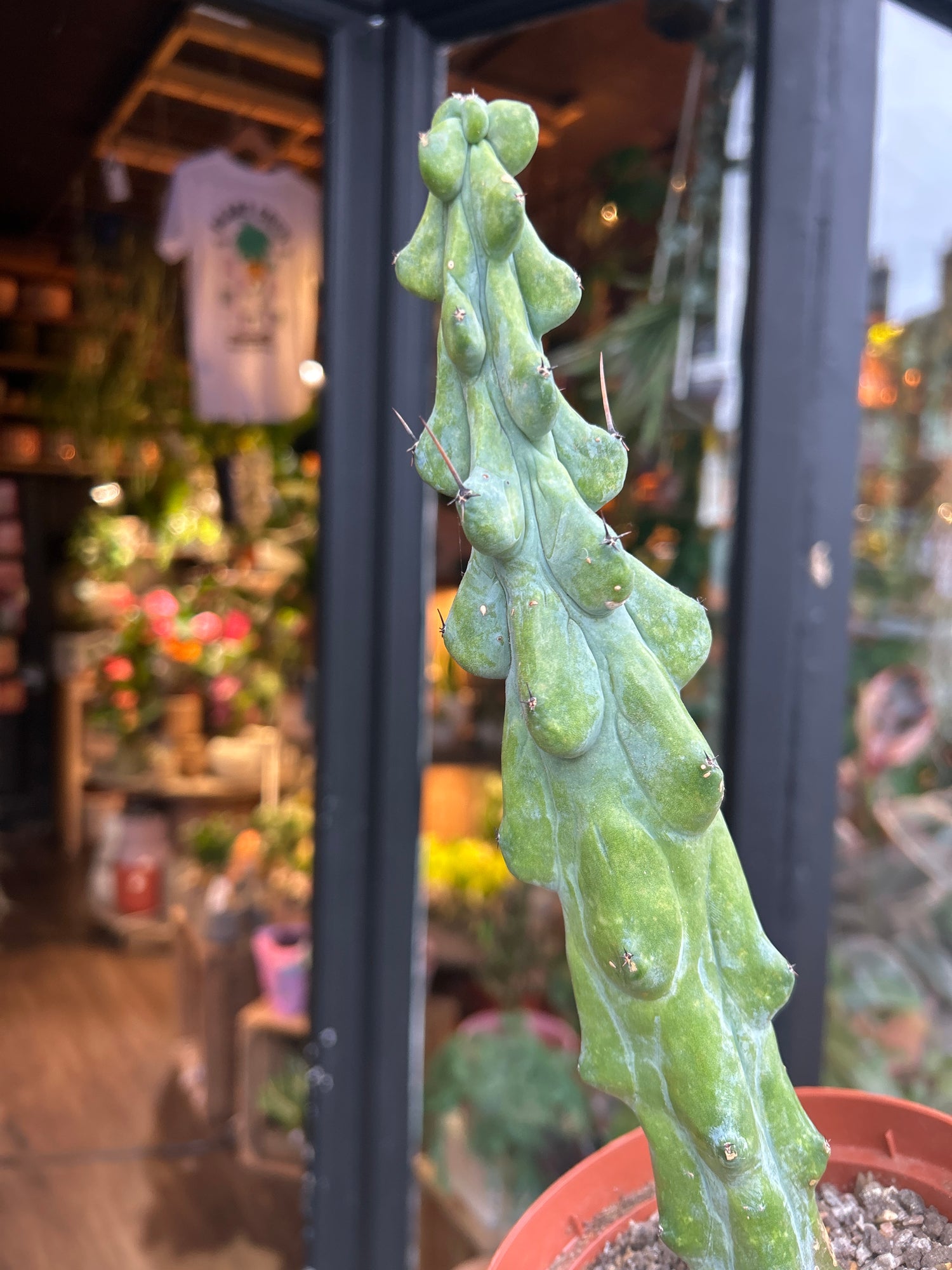 A Myrtillocactus Geometrizans plant in front of Urban Tropicana’s Plant Shop in Chiswick London