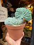 Myrtillocactus Geometrizans Cristata crested cactus in 12cm pot outside Urban Tropicana plant shop in Chiswick, London