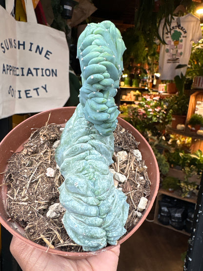 Myrtillocactus Geometrizans Cristata crested cactus in 12cm pot outside Urban Tropicana plant shop in Chiswick, London