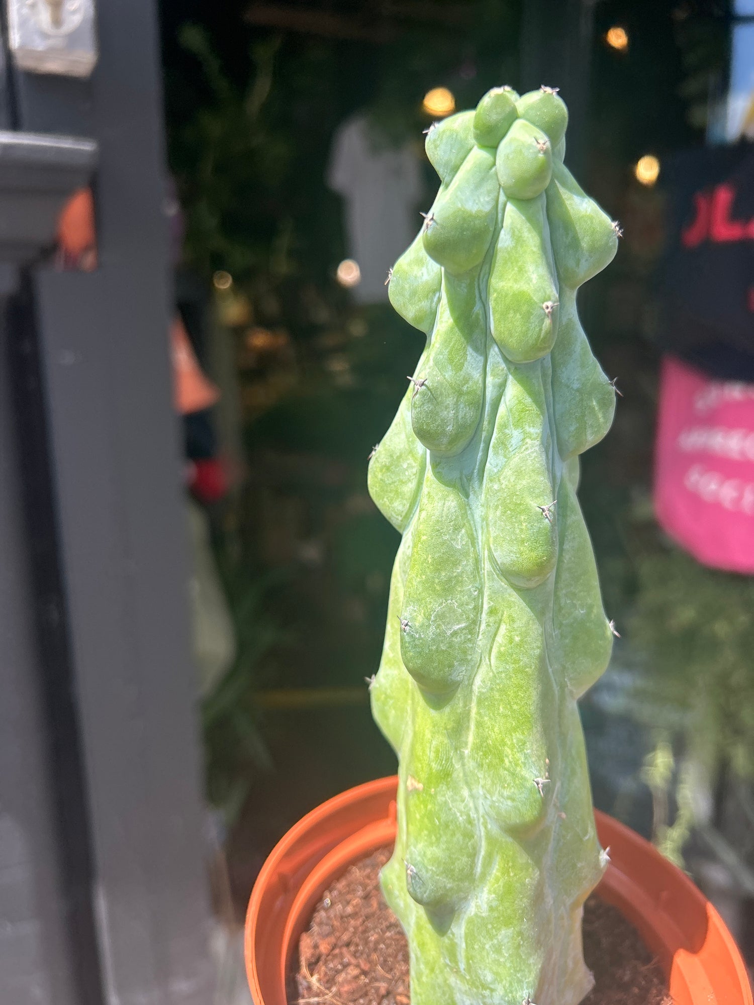 A Myrtillocactus Geometrizans Fukurokuryuzinboku (commonly known as Booby Cactus) plant in front of Urban Tropicana’s plant shop in Chiswick, London