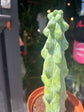 A Myrtillocactus Geometrizans Fukurokuryuzinboku (commonly known as Booby Cactus) plant in front of Urban Tropicana’s plant shop in Chiswick, London