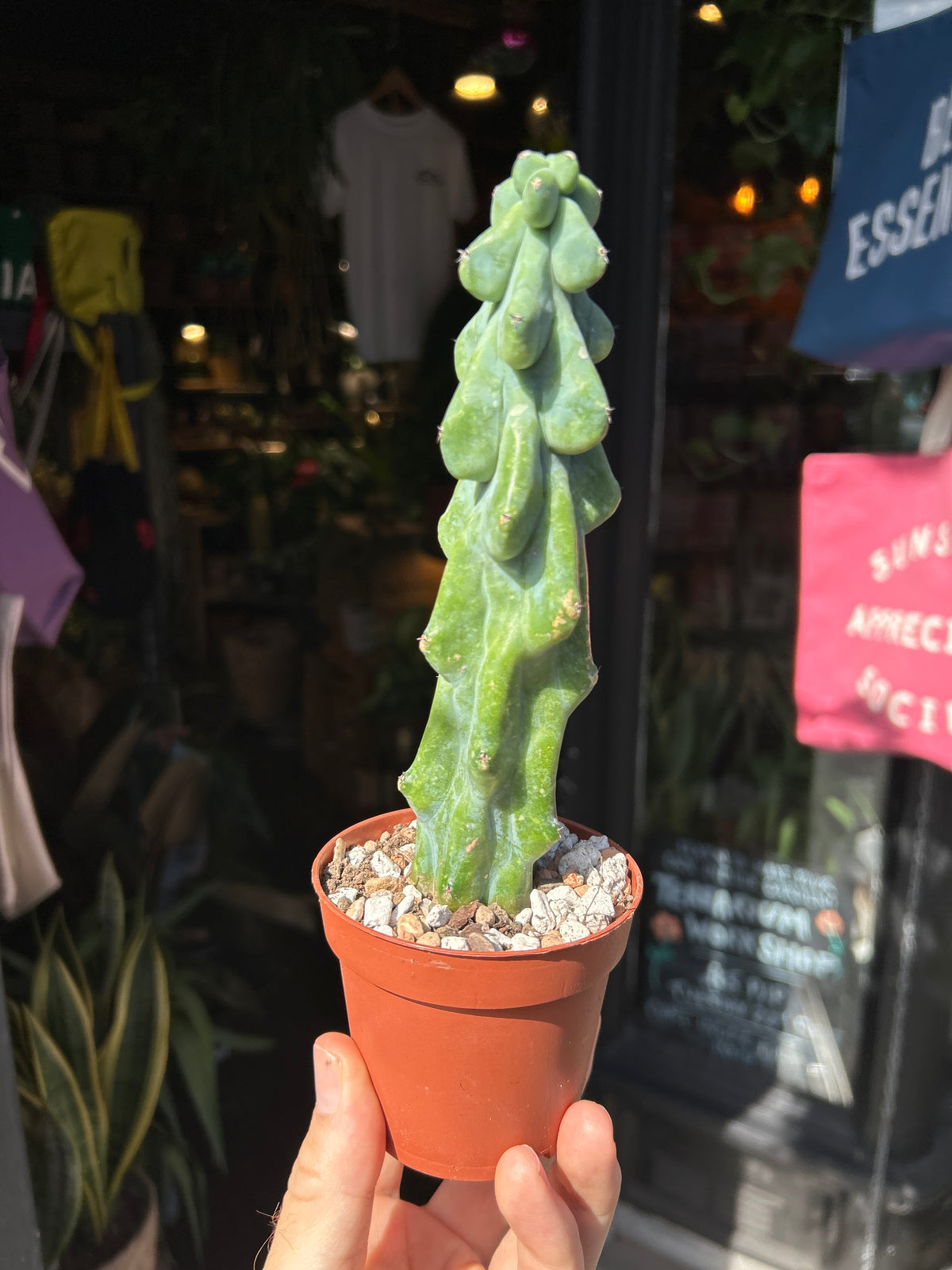 Myrtillocactus geometrizans ‘Fukurokuryuzinboku’ (Booby Cactus) outside Urban Tropicana plant shop in Chiswick, London