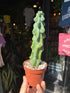 Myrtillocactus geometrizans ‘Fukurokuryuzinboku’ (Booby Cactus) outside Urban Tropicana plant shop in Chiswick, London