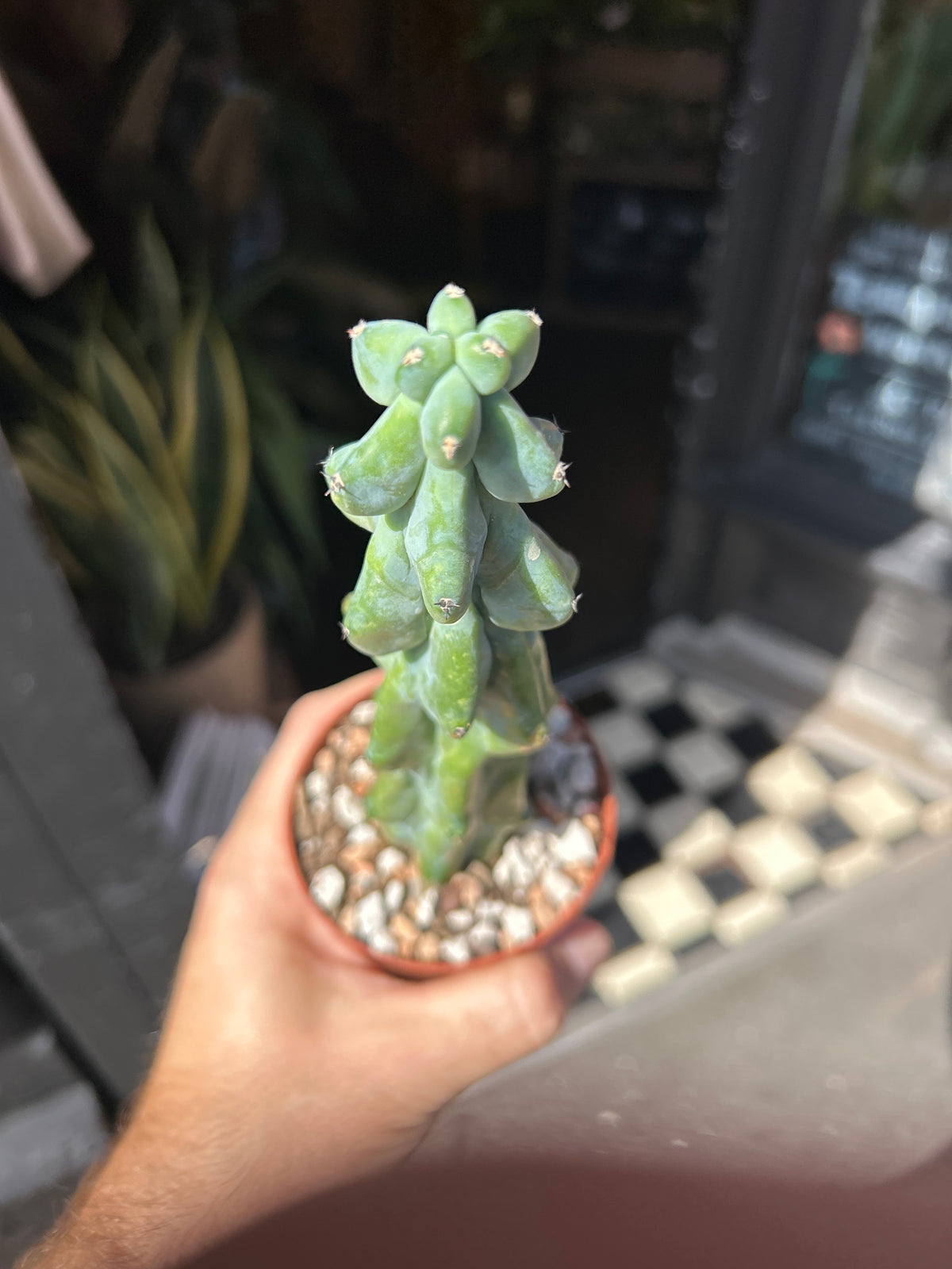 Myrtillocactus geometrizans ‘Fukurokuryuzinboku’ (Booby Cactus) outside Urban Tropicana plant shop in Chiswick, London
