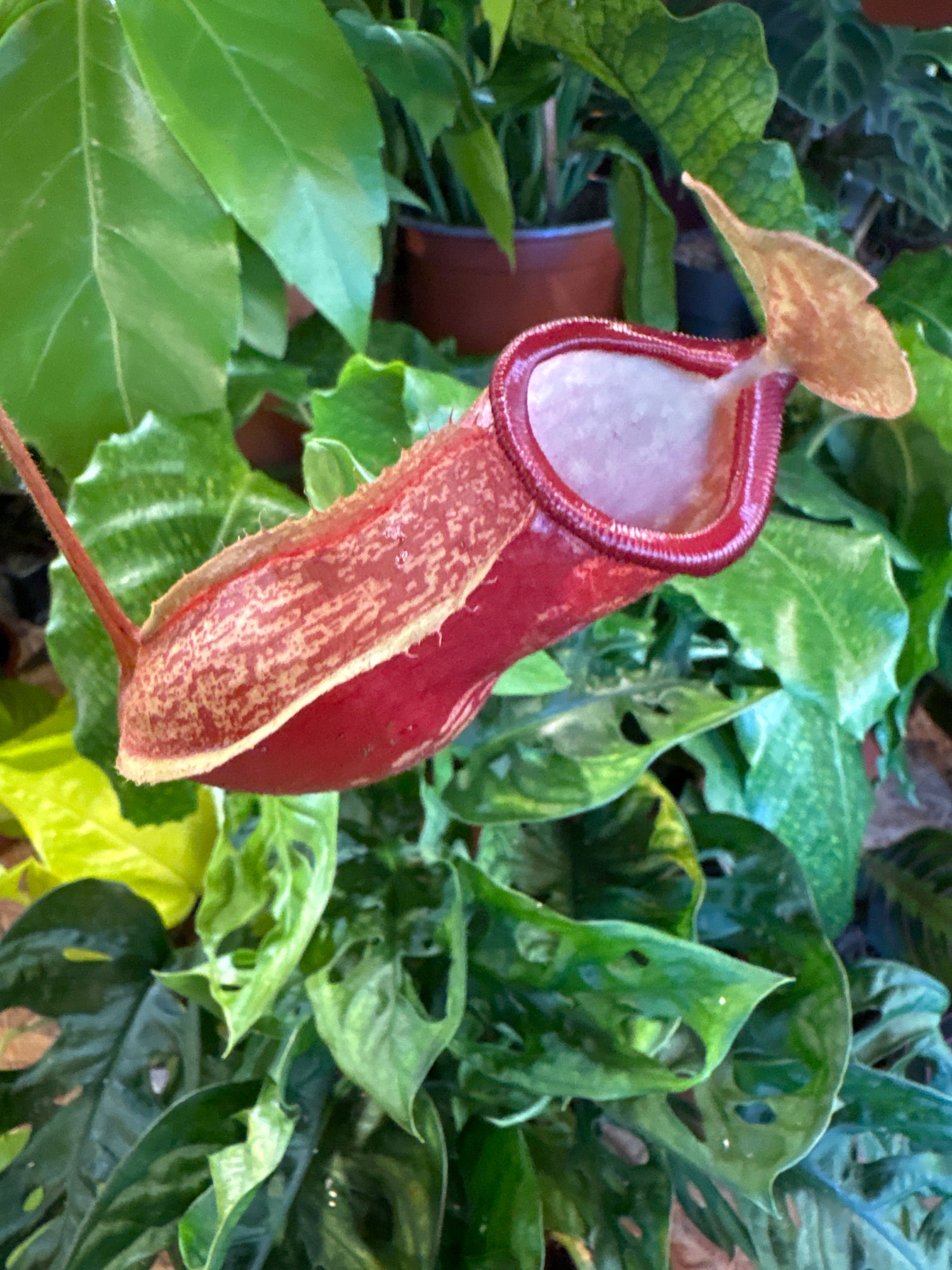 A Nepenthes Gaya plant also known as a Monkey Jar plant in front of Urban Torpicana’s plant shop in Chiswick London